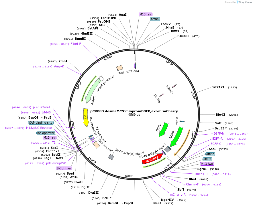 200016-plasmid-map-sequence-id-416634