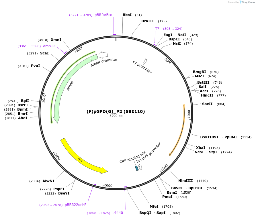 194992-plasmid-map-sequence-id-416652