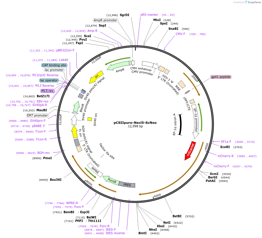 209901-plasmid-map-sequence-id-416655