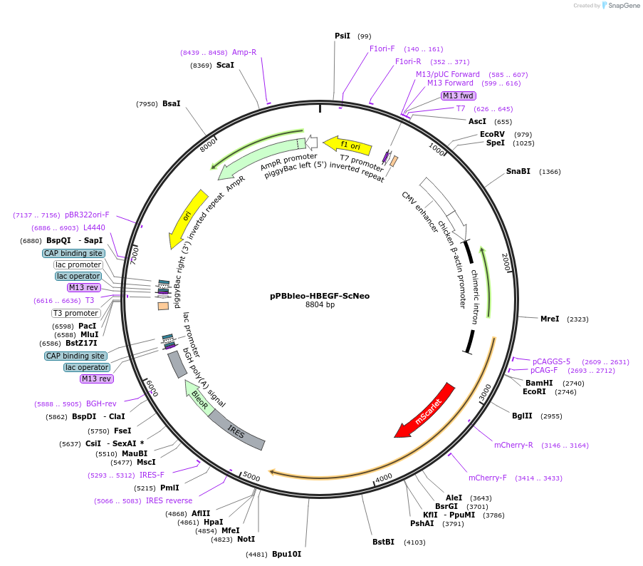 209903-plasmid-map-sequence-id-416658