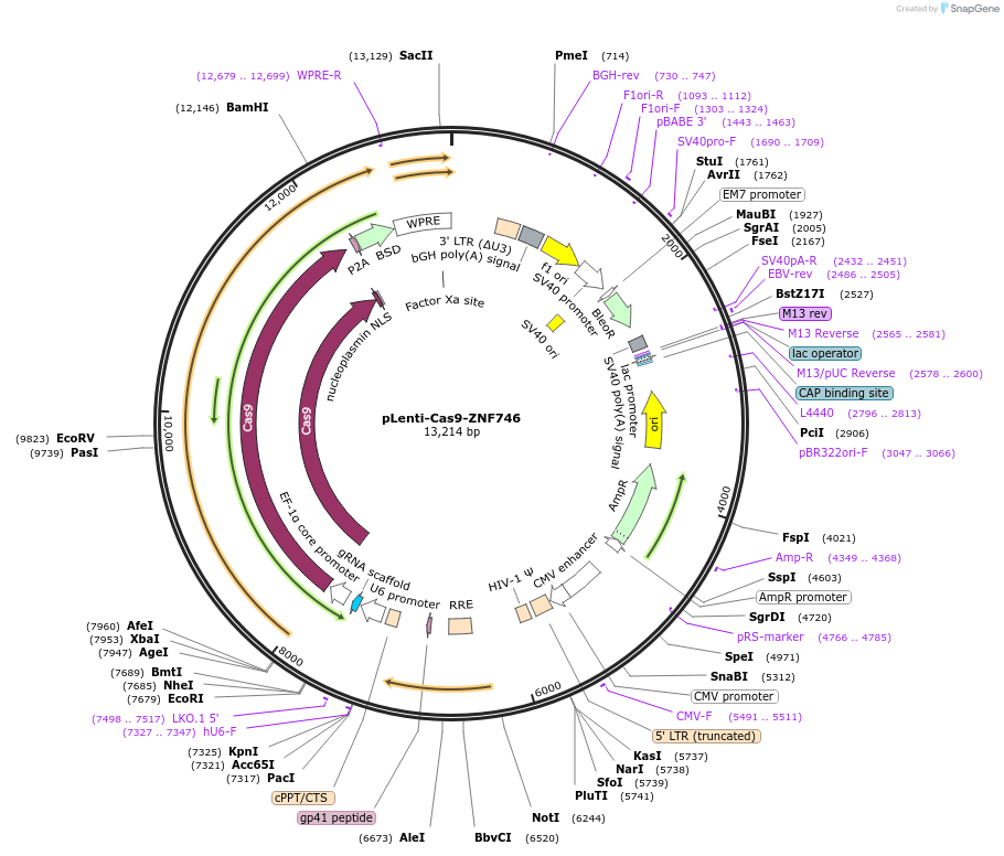 207822-plasmid-map-sequence-id-416685