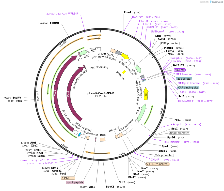 207824-plasmid-map-sequence-id-416687