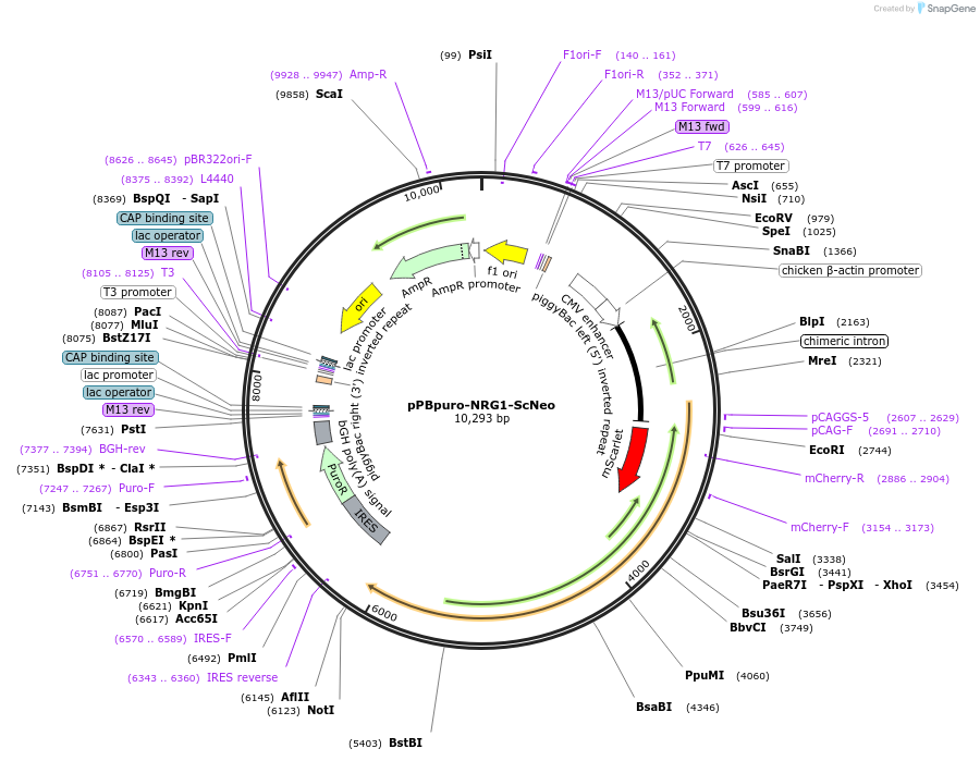 209906-plasmid-map-sequence-id-416689