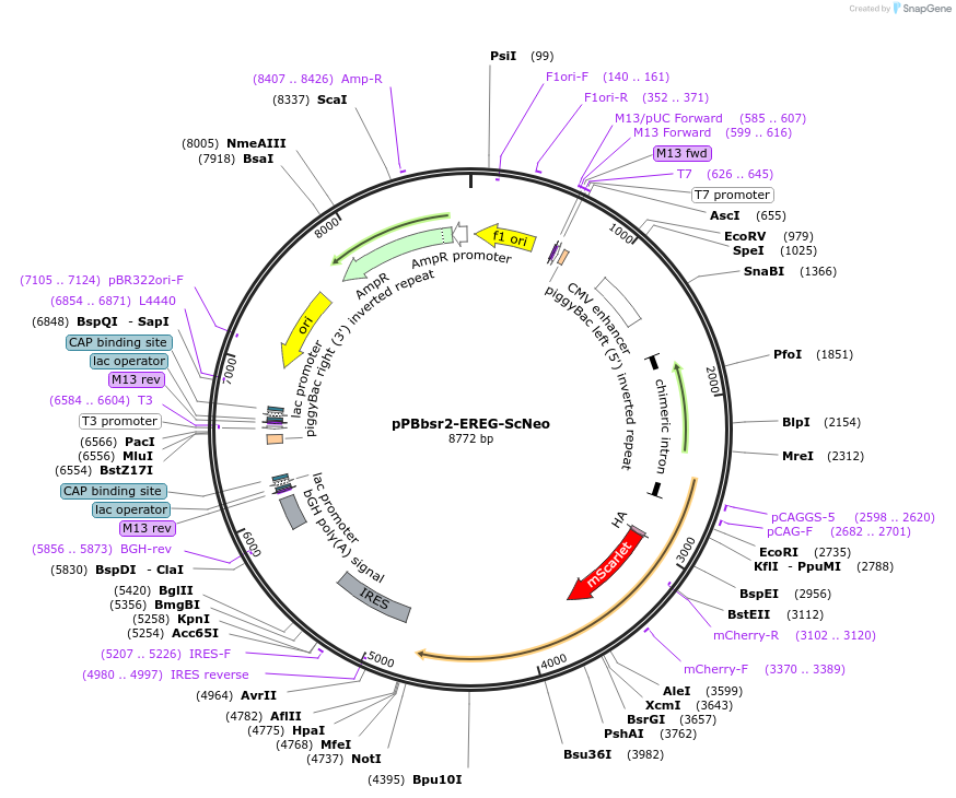 209909-plasmid-map-sequence-id-416692