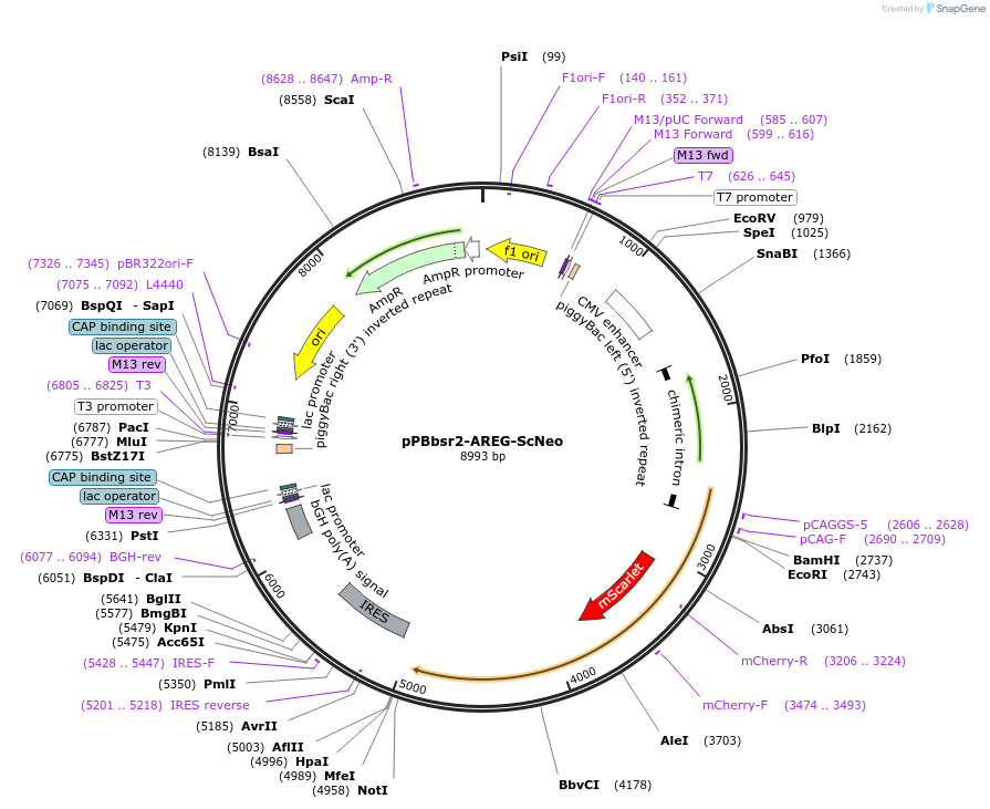 209910-plasmid-map-sequence-id-416693