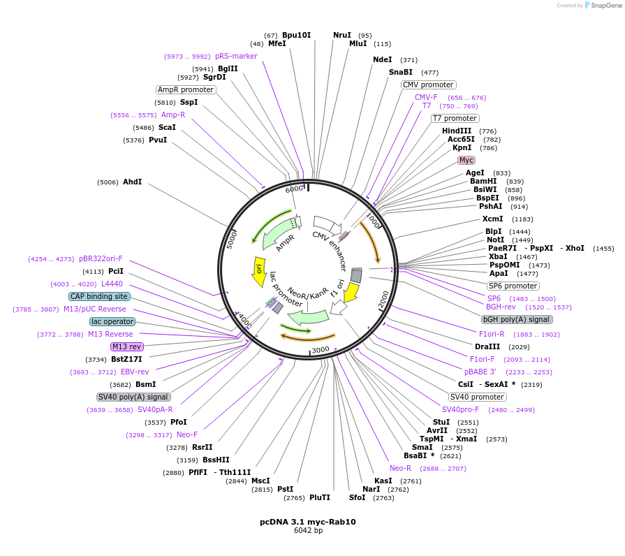 208366-plasmid-map-sequence-id-416694