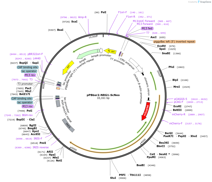 209911-plasmid-map-sequence-id-416696