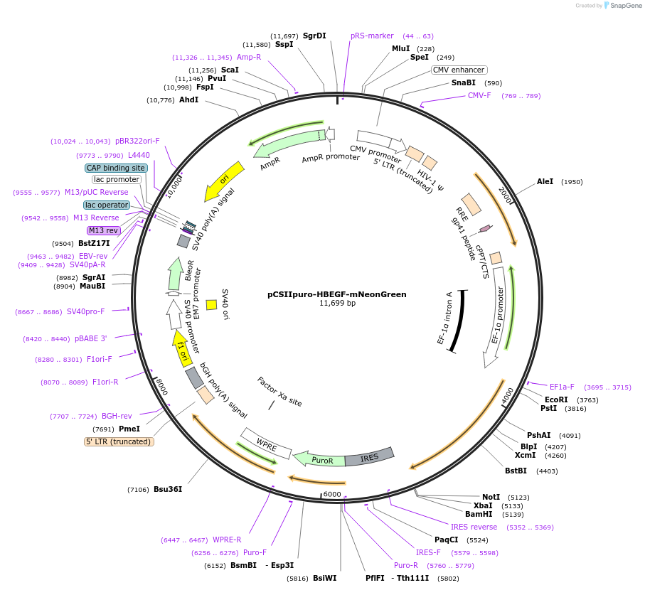 209912-plasmid-map-sequence-id-416699