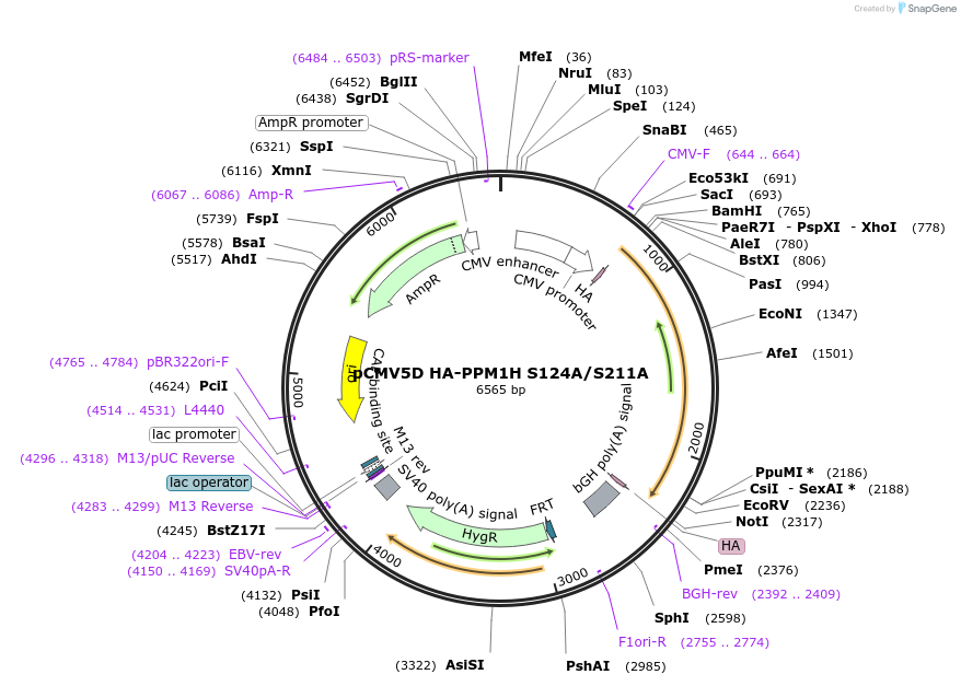 208370-plasmid-map-sequence-id-416700