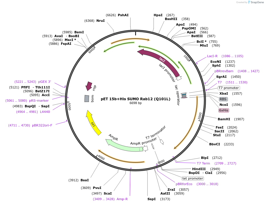 208371-plasmid-map-sequence-id-416701