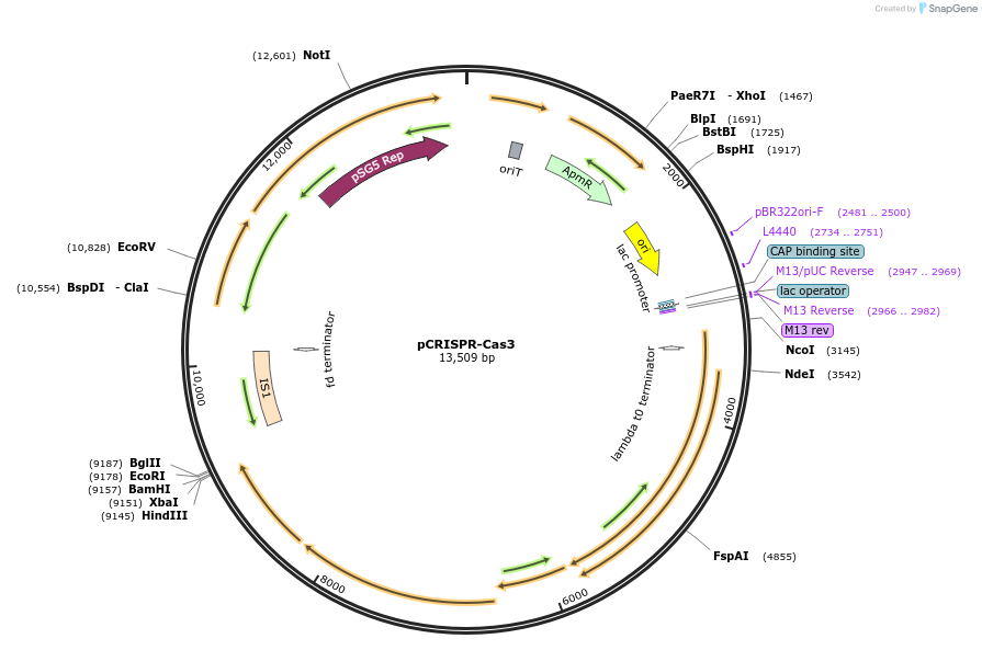 209427-plasmid-map-sequence-id-416703