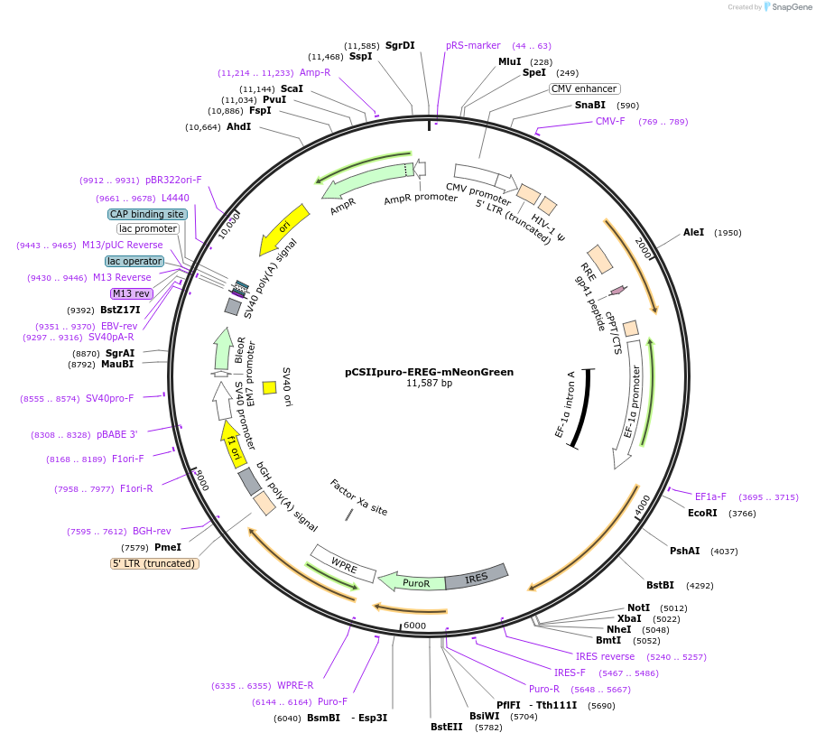 209914-plasmid-map-sequence-id-416704
