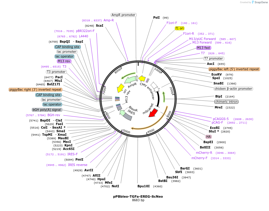 209915-plasmid-map-sequence-id-416705