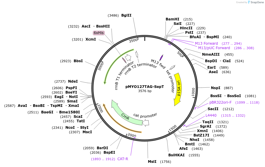 34625-plasmid-map-sequence-id-41672