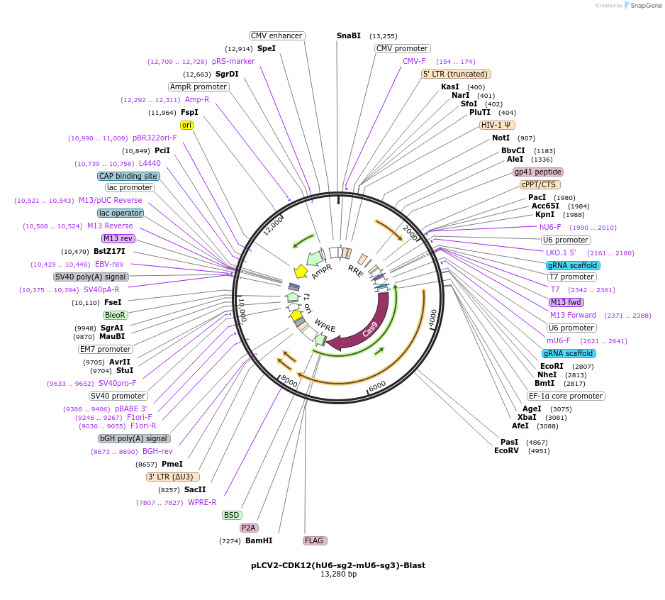 208344-plasmid-map-sequence-id-416744