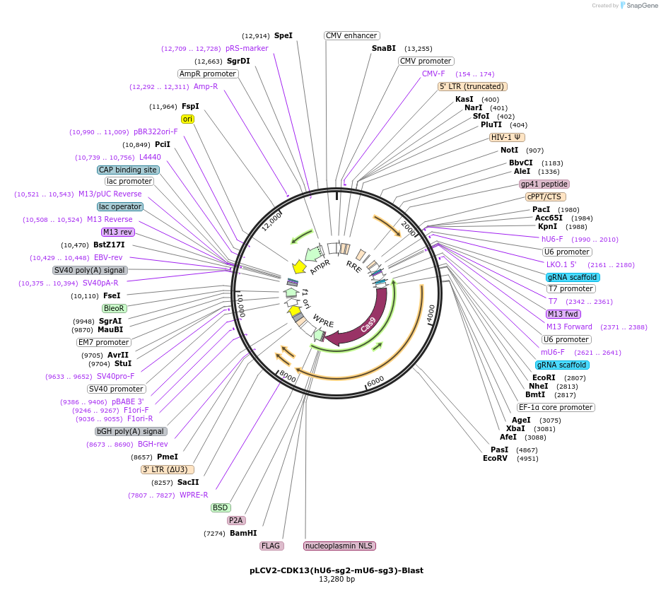 208348-plasmid-map-sequence-id-416747