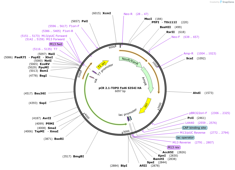 208364-plasmid-map-sequence-id-416751
