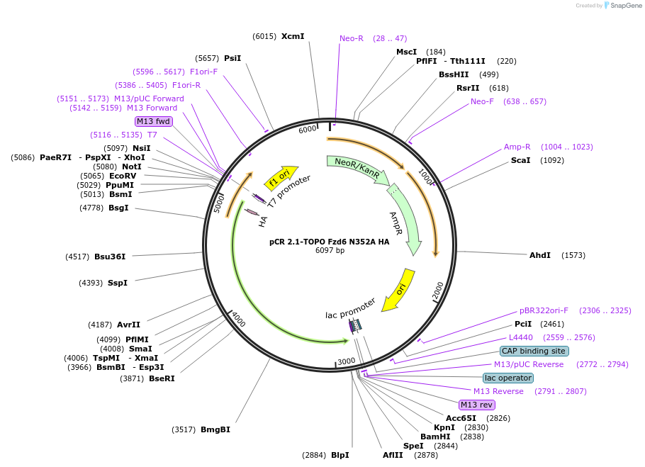 208365-plasmid-map-sequence-id-416752