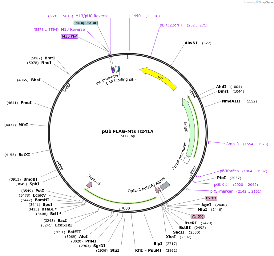 208404-plasmid-map-sequence-id-416756
