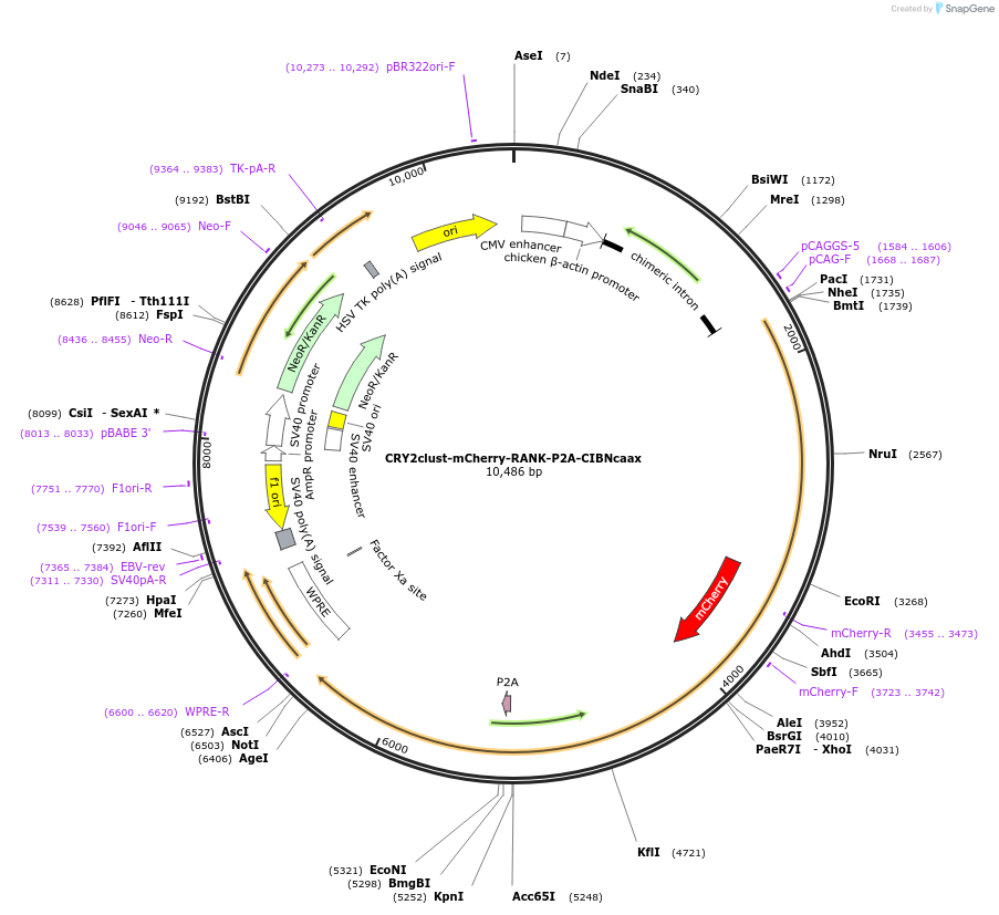 208613-plasmid-map-sequence-id-416758