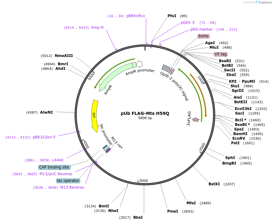 208402-plasmid-map-sequence-id-416759