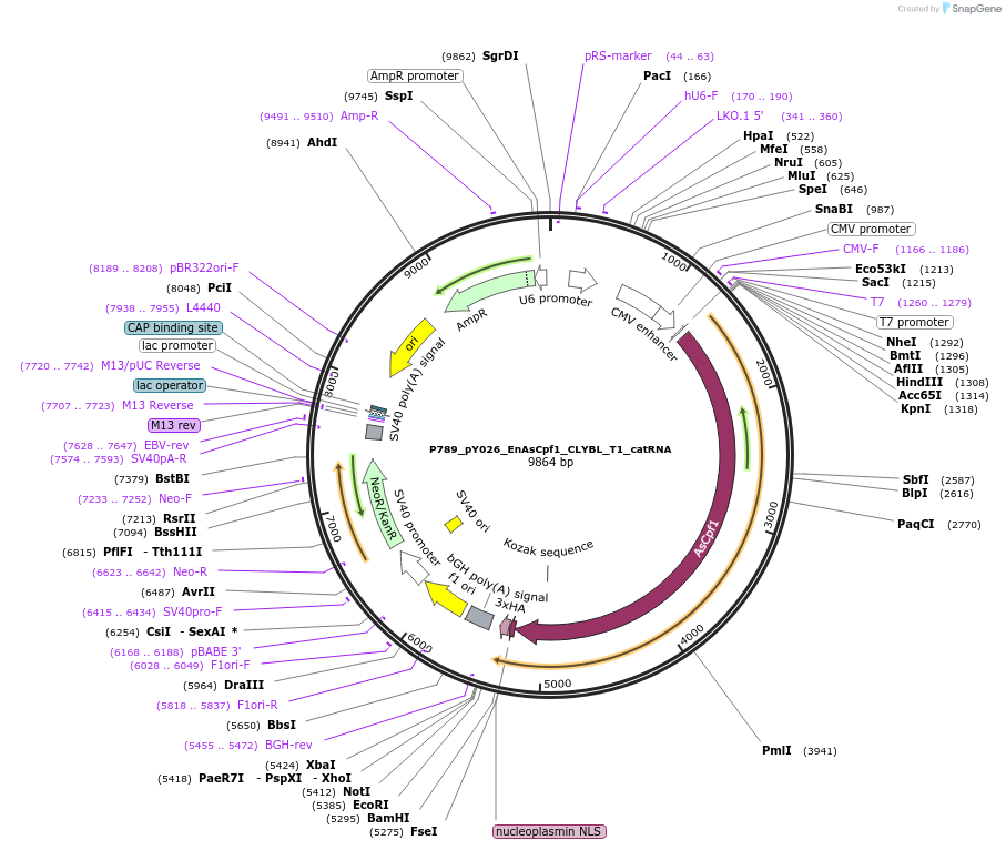 202760-plasmid-map-sequence-id-416762