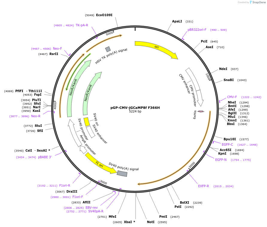 204141-plasmid-map-sequence-id-416766
