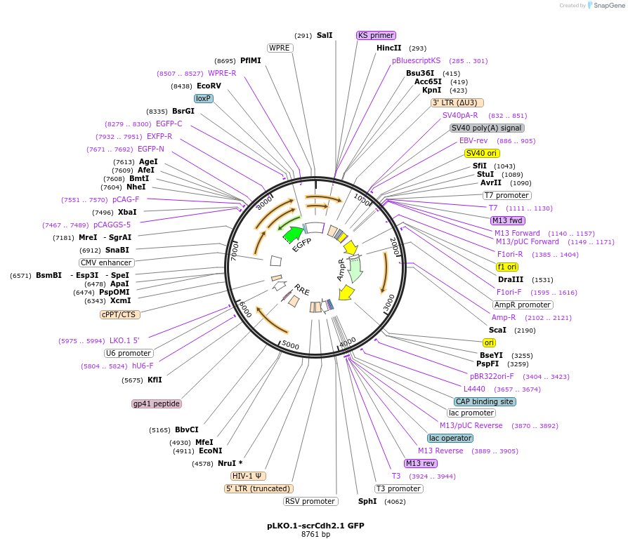209100-plasmid-map-sequence-id-416770