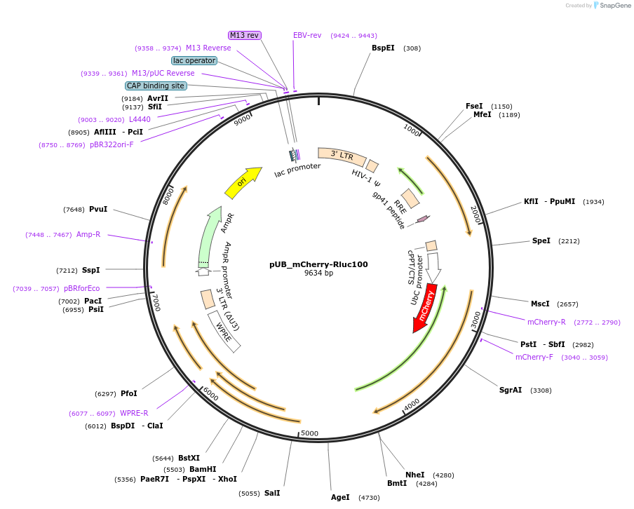 210600-plasmid-map-sequence-id-416771
