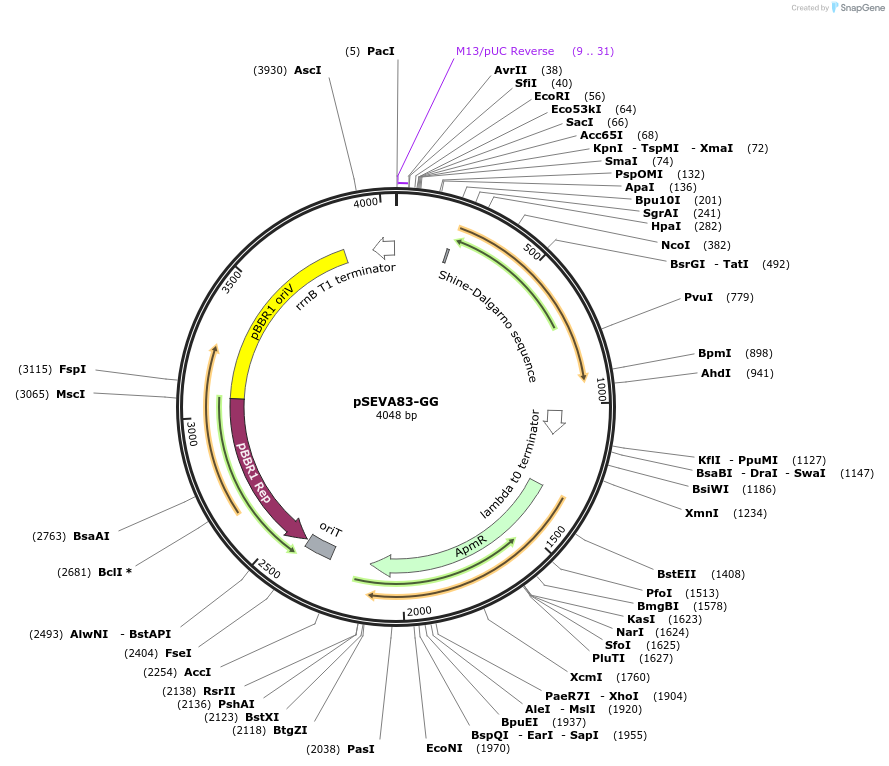 208016-plasmid-map-sequence-id-416773