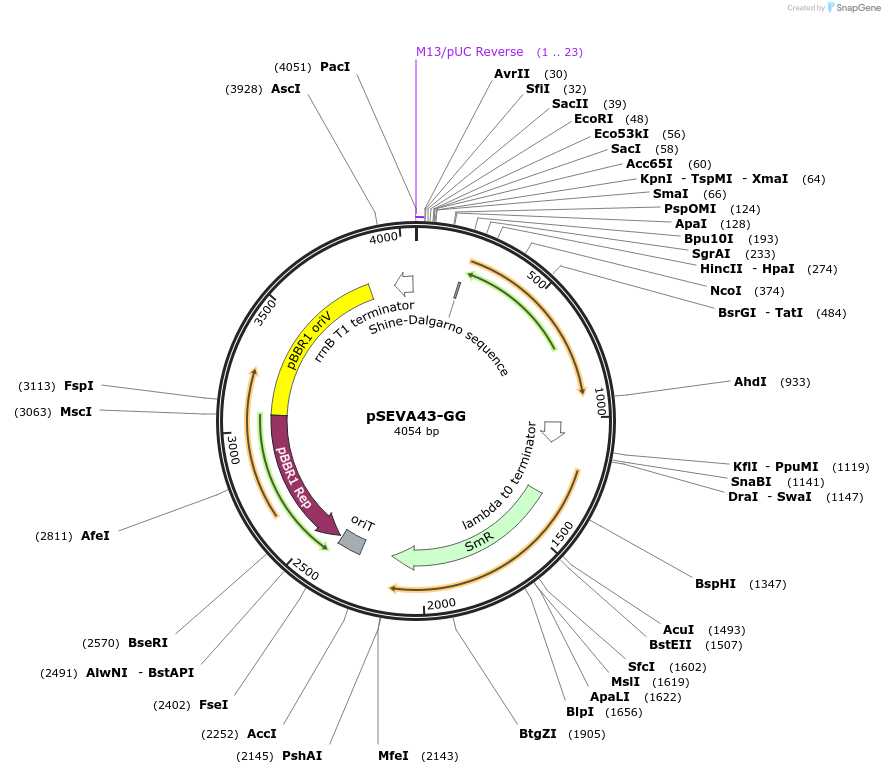 208014-plasmid-map-sequence-id-416774