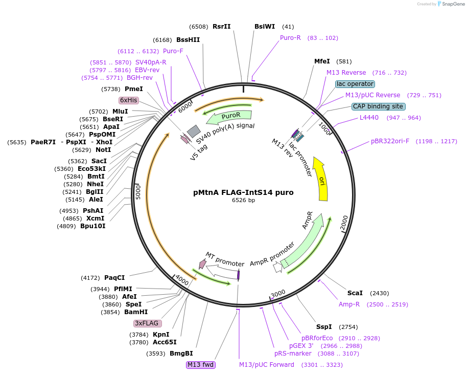 208407-plasmid-map-sequence-id-416775
