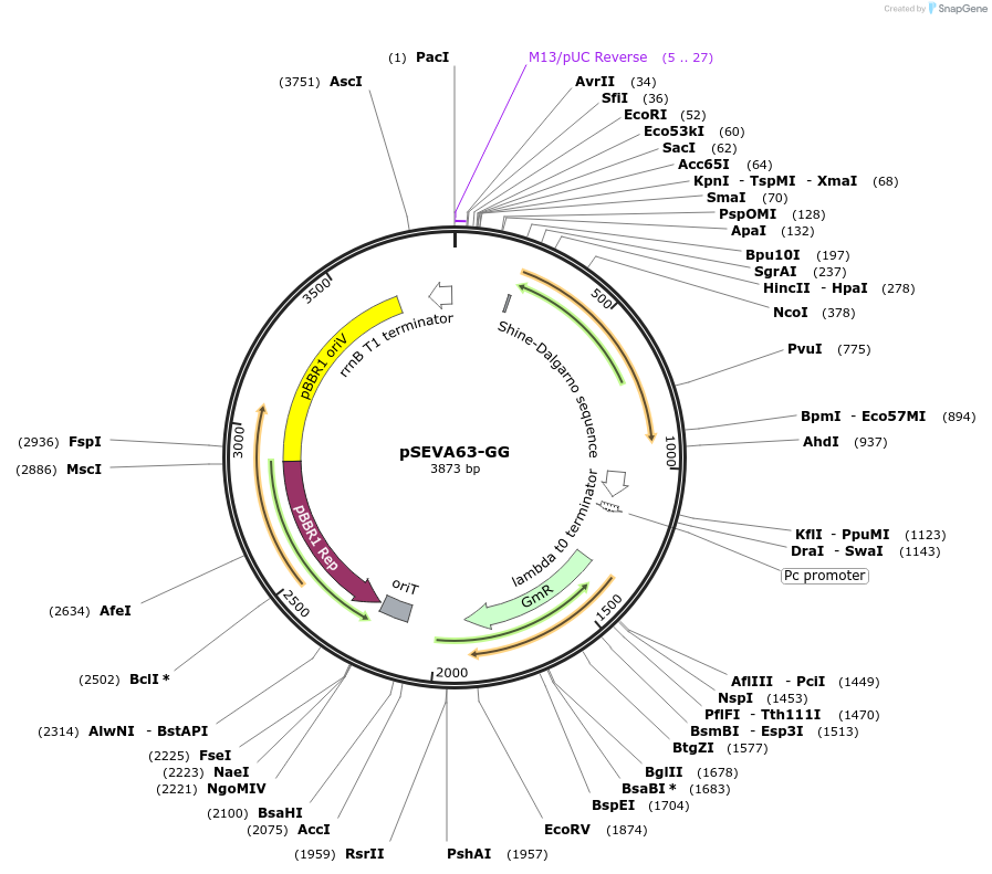 208015-plasmid-map-sequence-id-416776