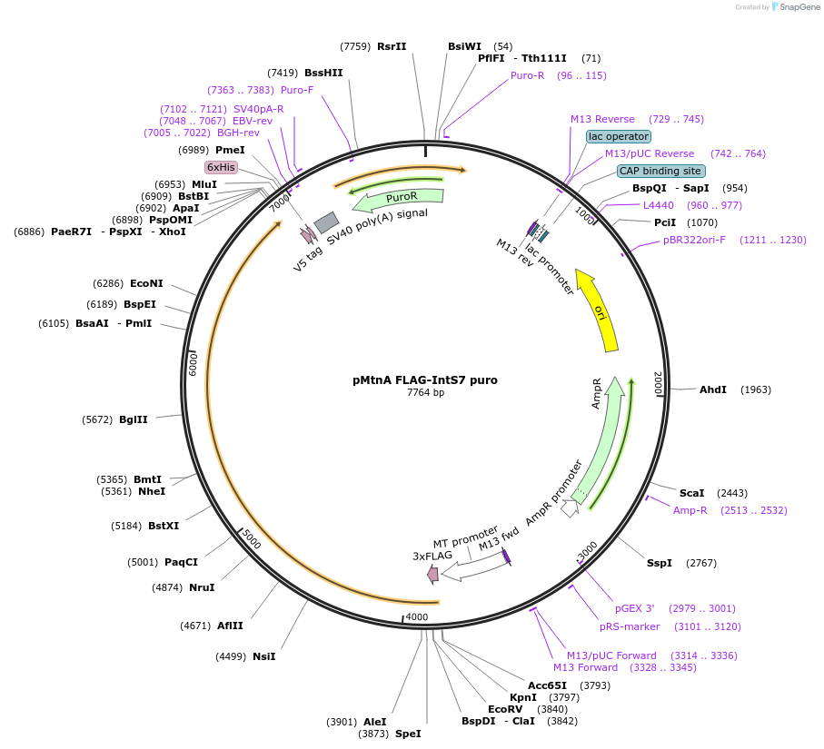 208405-plasmid-map-sequence-id-416778