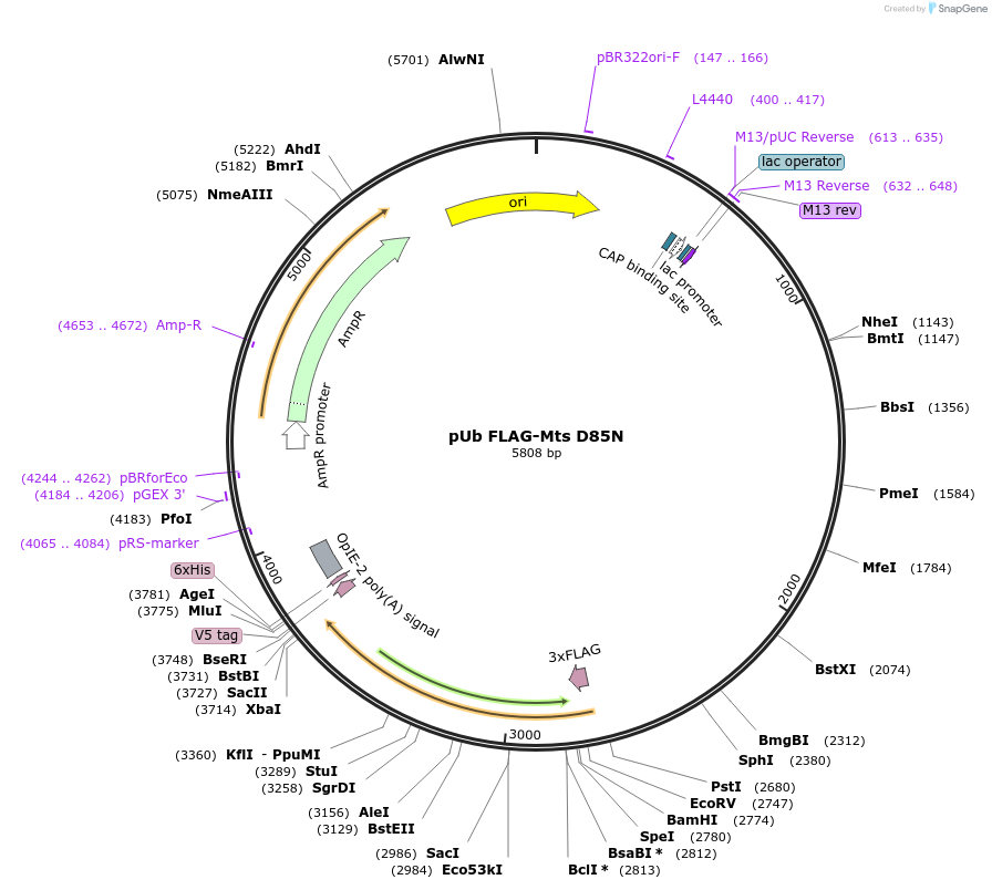 208403-plasmid-map-sequence-id-416783