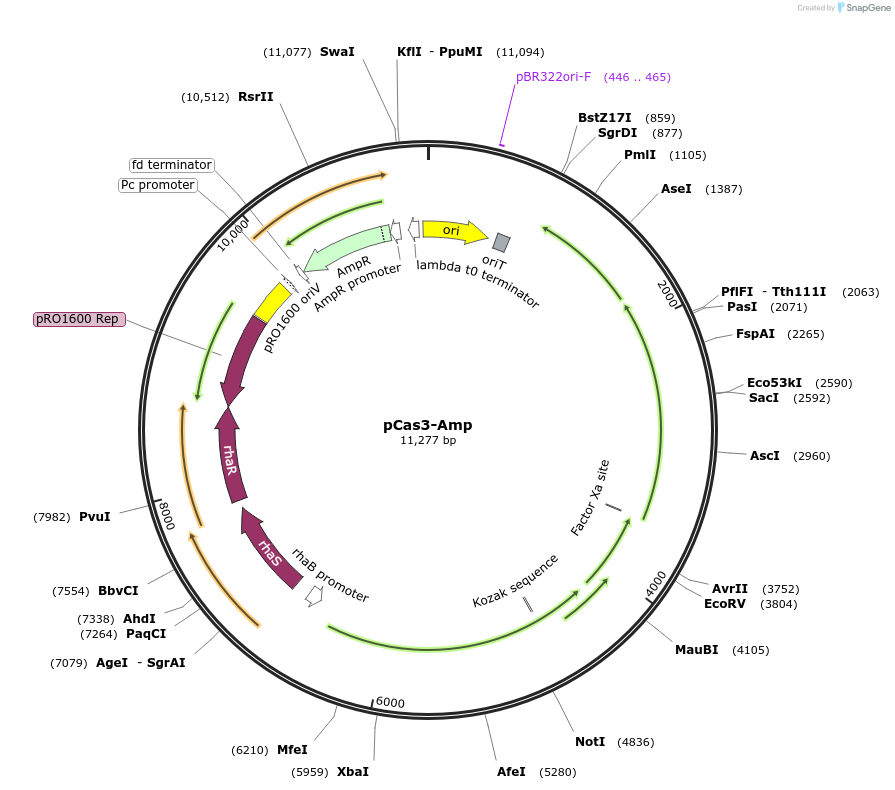 207998-plasmid-map-sequence-id-416784