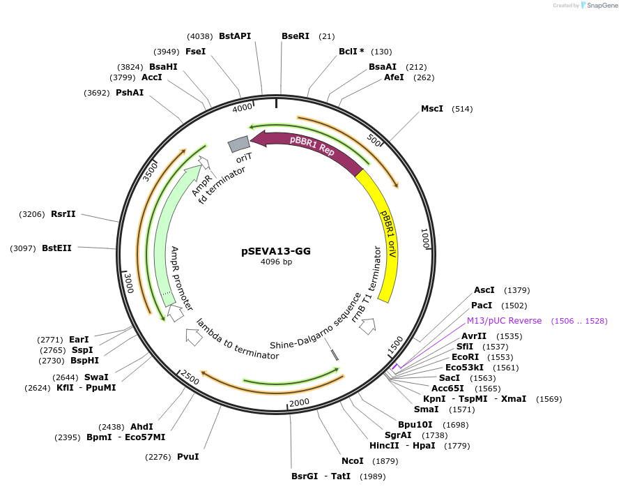 208002-plasmid-map-sequence-id-416785
