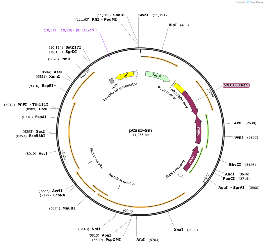 208001-plasmid-map-sequence-id-416786