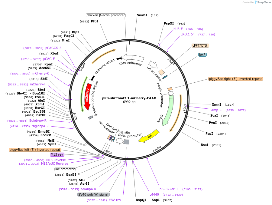 209107-plasmid-map-sequence-id-416789