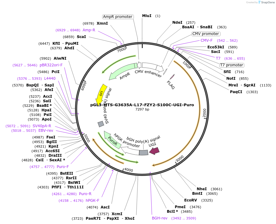 209641-plasmid-map-sequence-id-416799