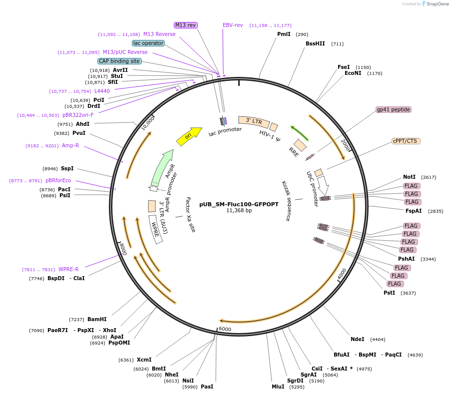210596-plasmid-map-sequence-id-416803