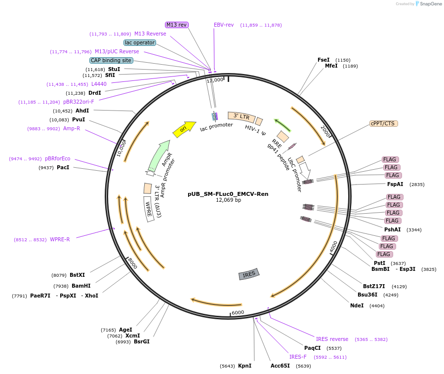 210590-plasmid-map-sequence-id-416804