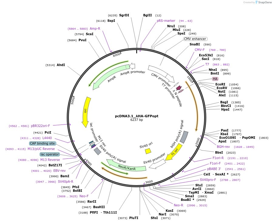 210575-plasmid-map-sequence-id-416822