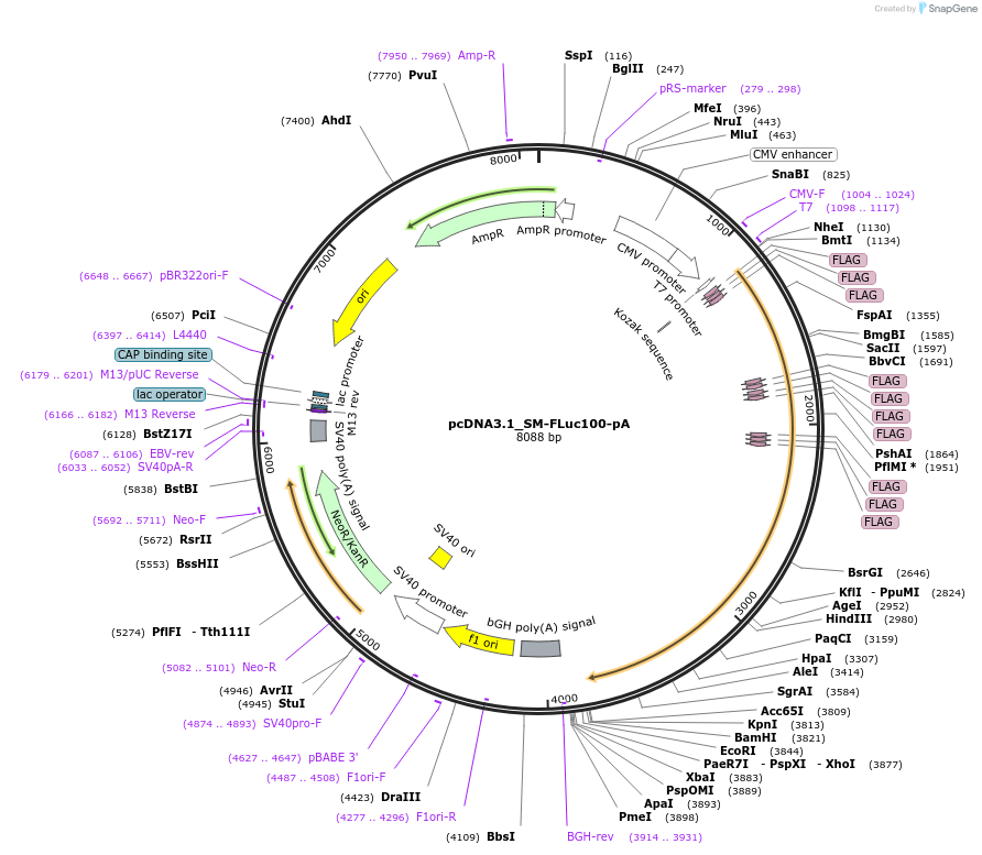210584-plasmid-map-sequence-id-416825