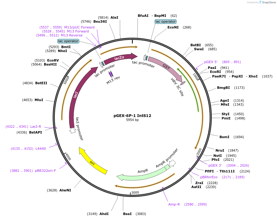 210521-plasmid-map-sequence-id-416827