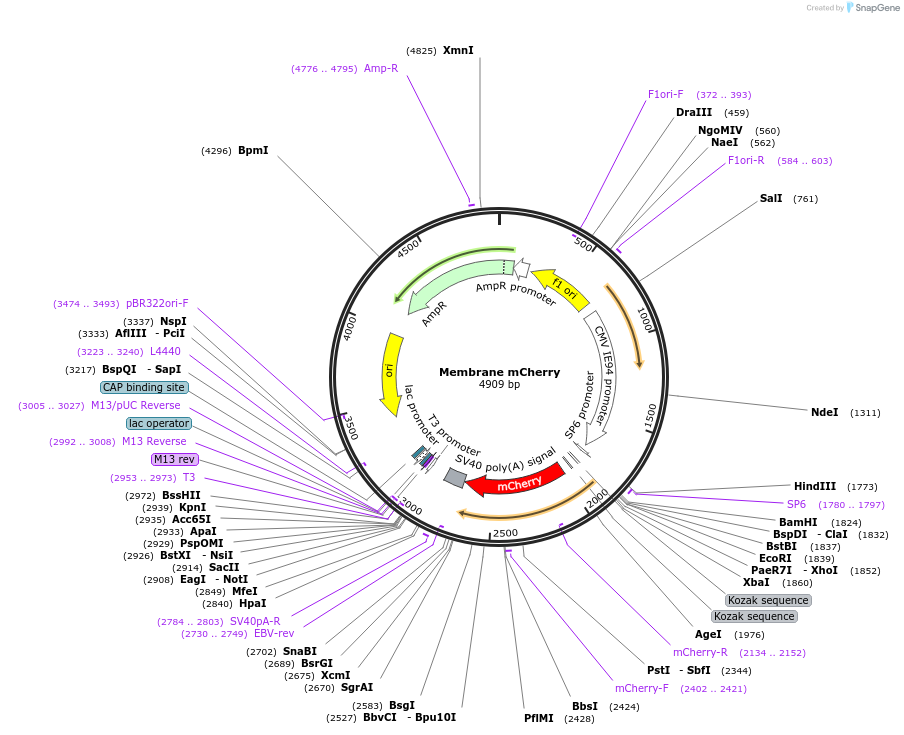 210470-plasmid-map-sequence-id-416828