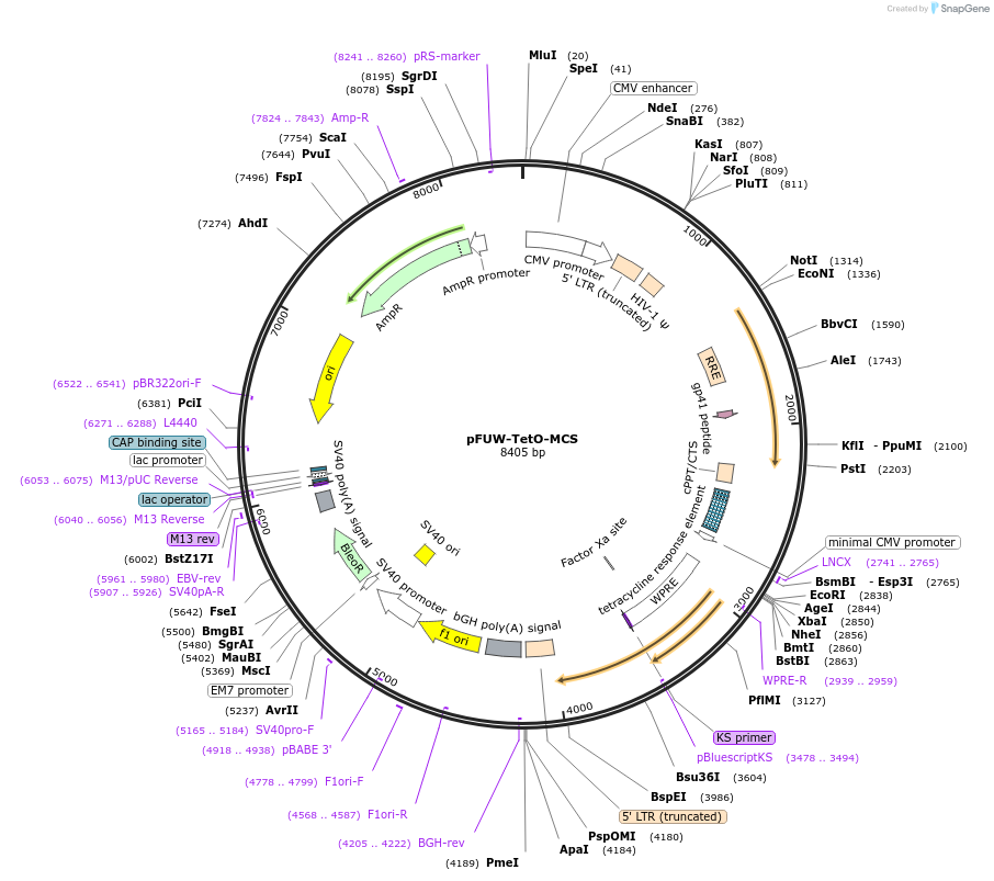 210527-plasmid-map-sequence-id-416829