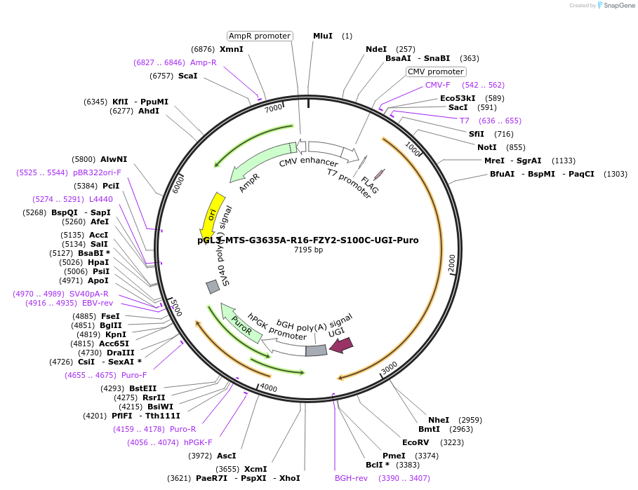 209643-plasmid-map-sequence-id-416855