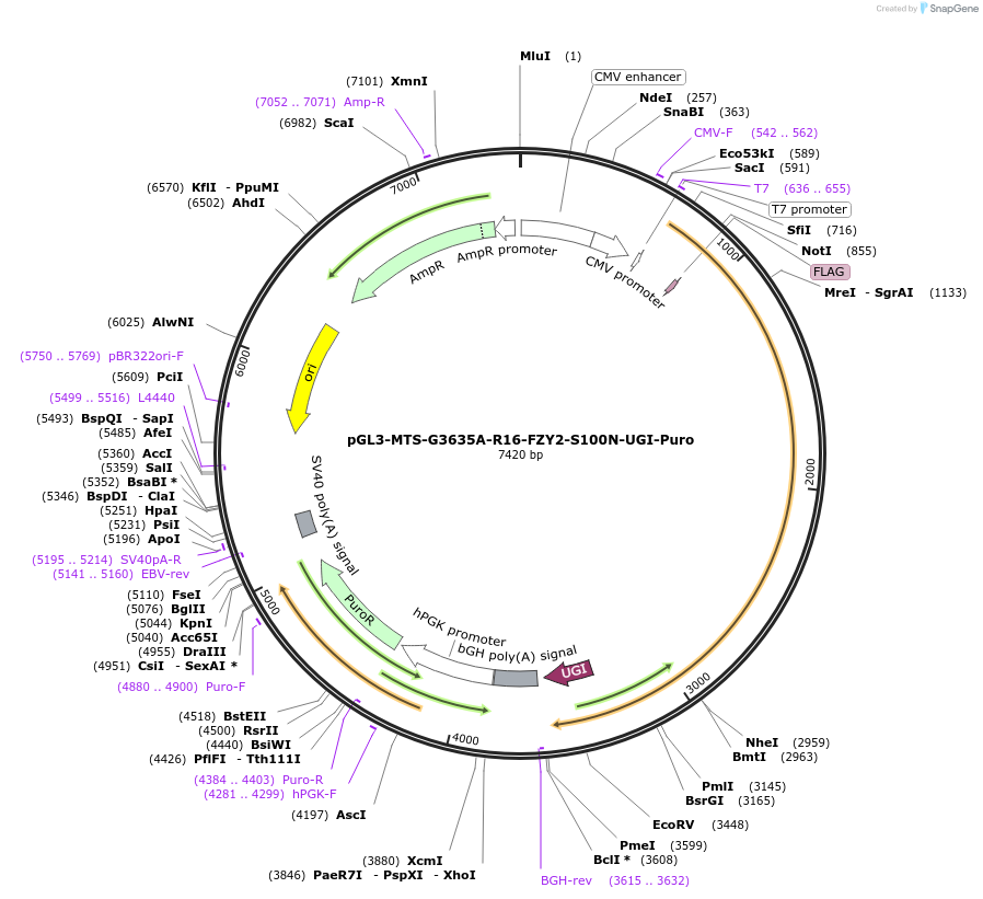 209644-plasmid-map-sequence-id-416863