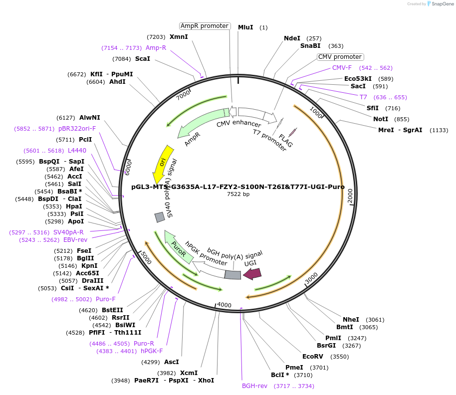 209645-plasmid-map-sequence-id-416867